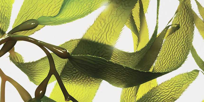  Marine Magic: Why You Ought to Incorporate Algae-Infused Merchandise Into Your Magnificence Routine